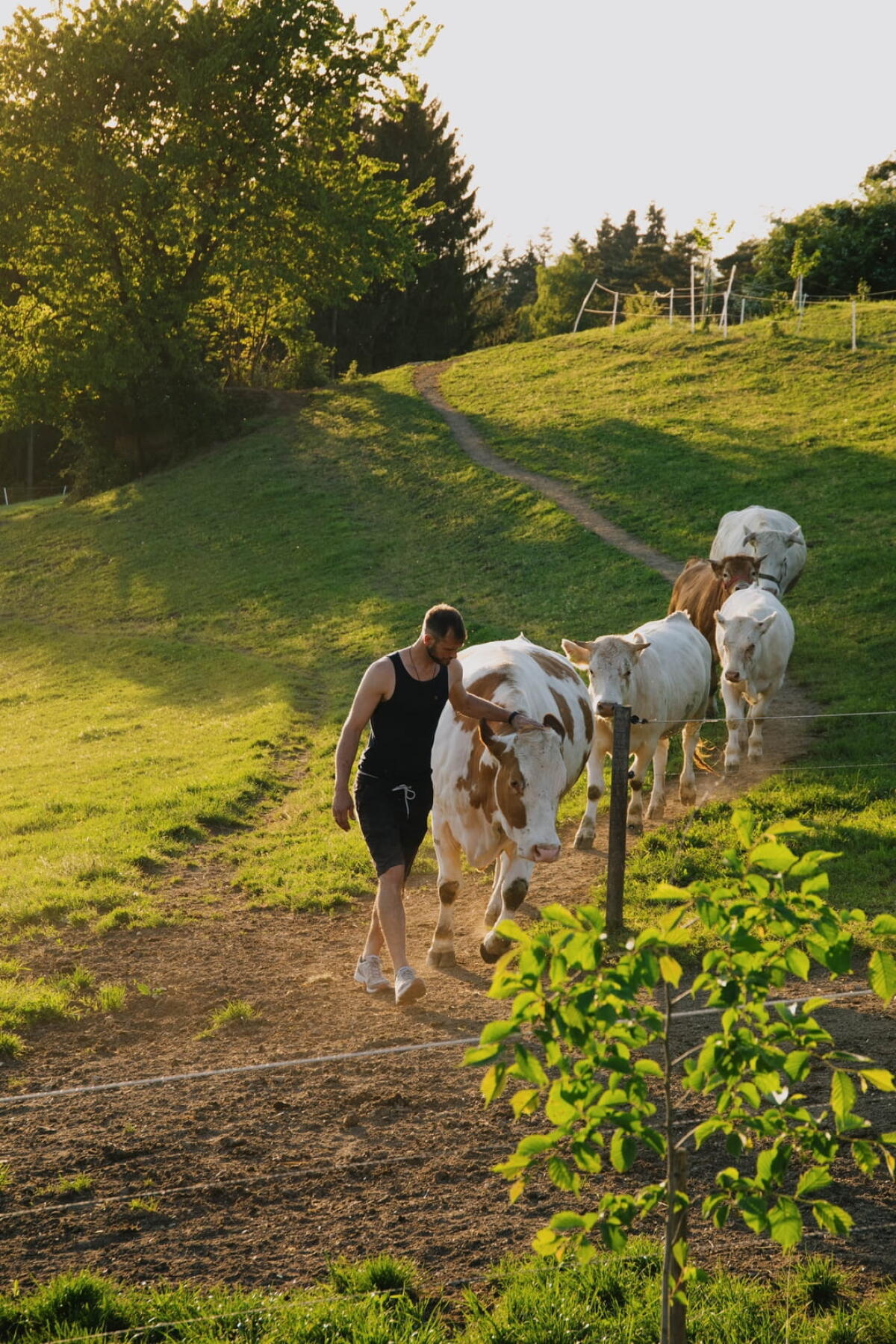 Bio FV Mutterkuh mit Stierkalb 1