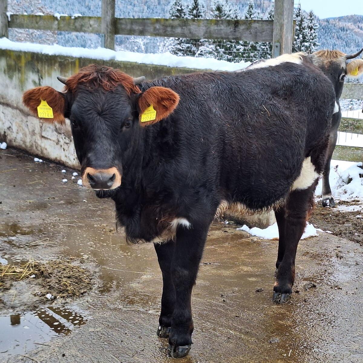 Grauvieh Kreuzung weiblich BIO 1