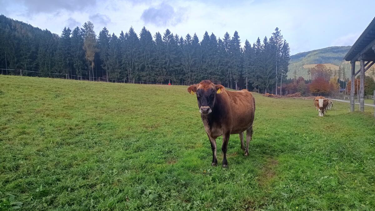 Trächtige Jersey Kalbin 1