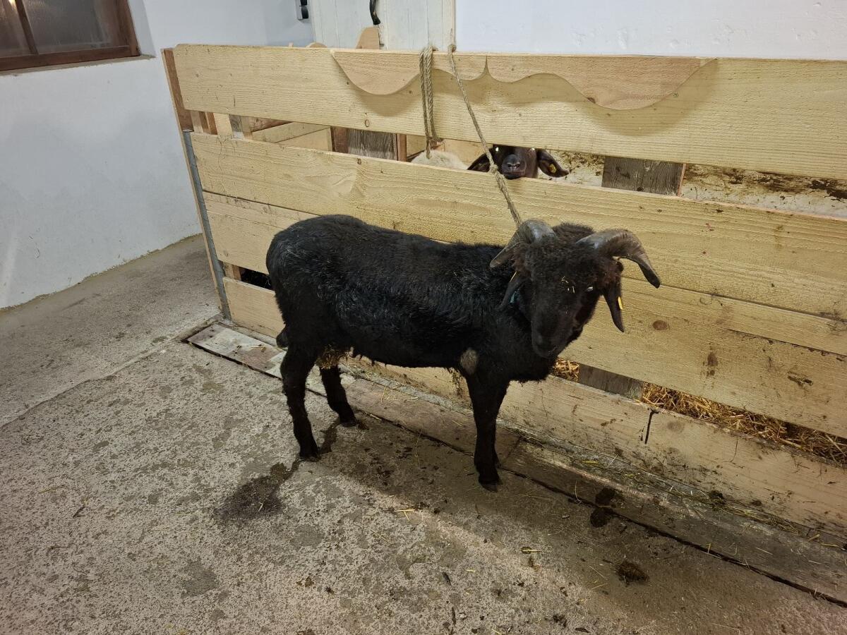 Tiroler Steinschaf Widder 3