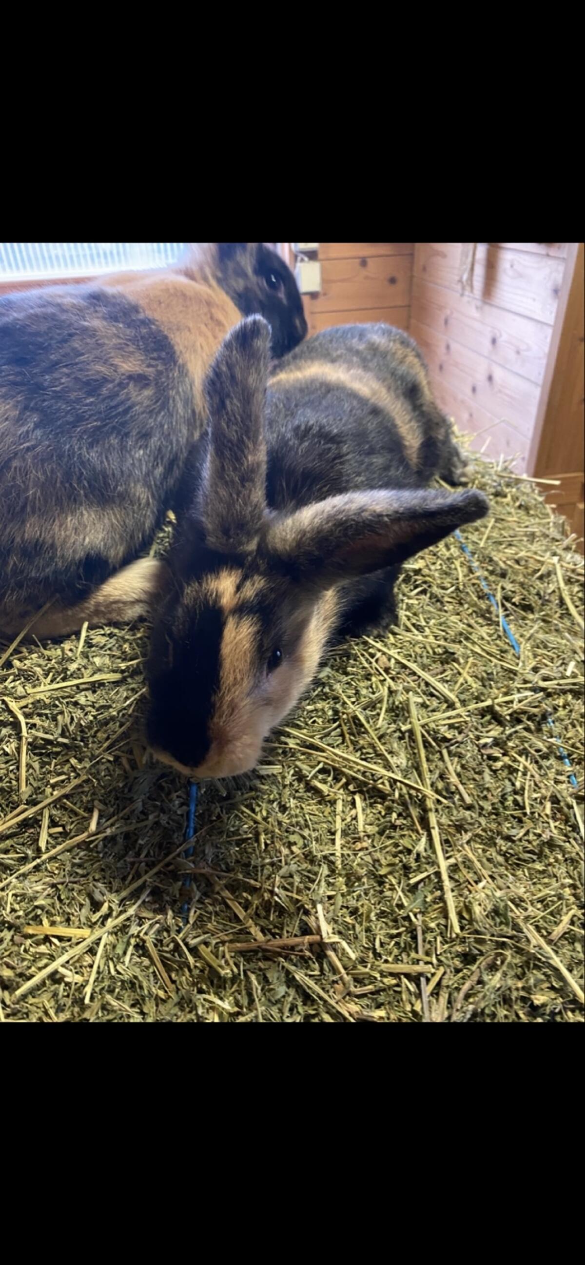 Rammler zu verkaufen 1