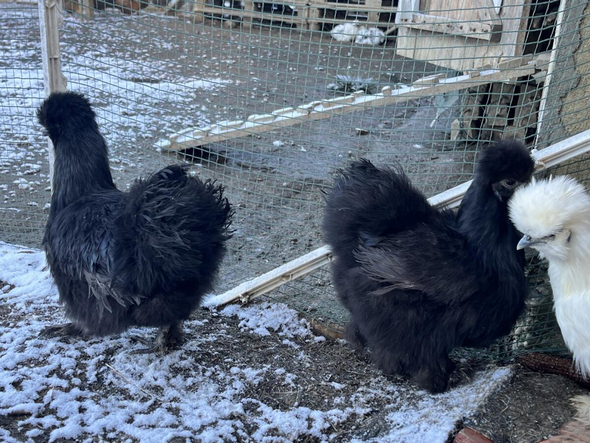 2 Seidenhühner schwarz groß Hennen 2