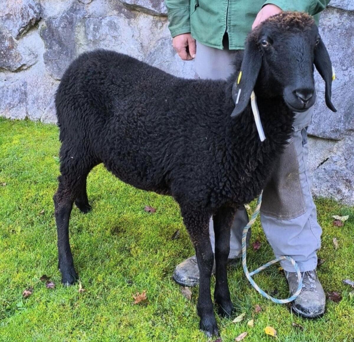 Verkaufe Schwarzes Bergschaf Kilbern HB 1