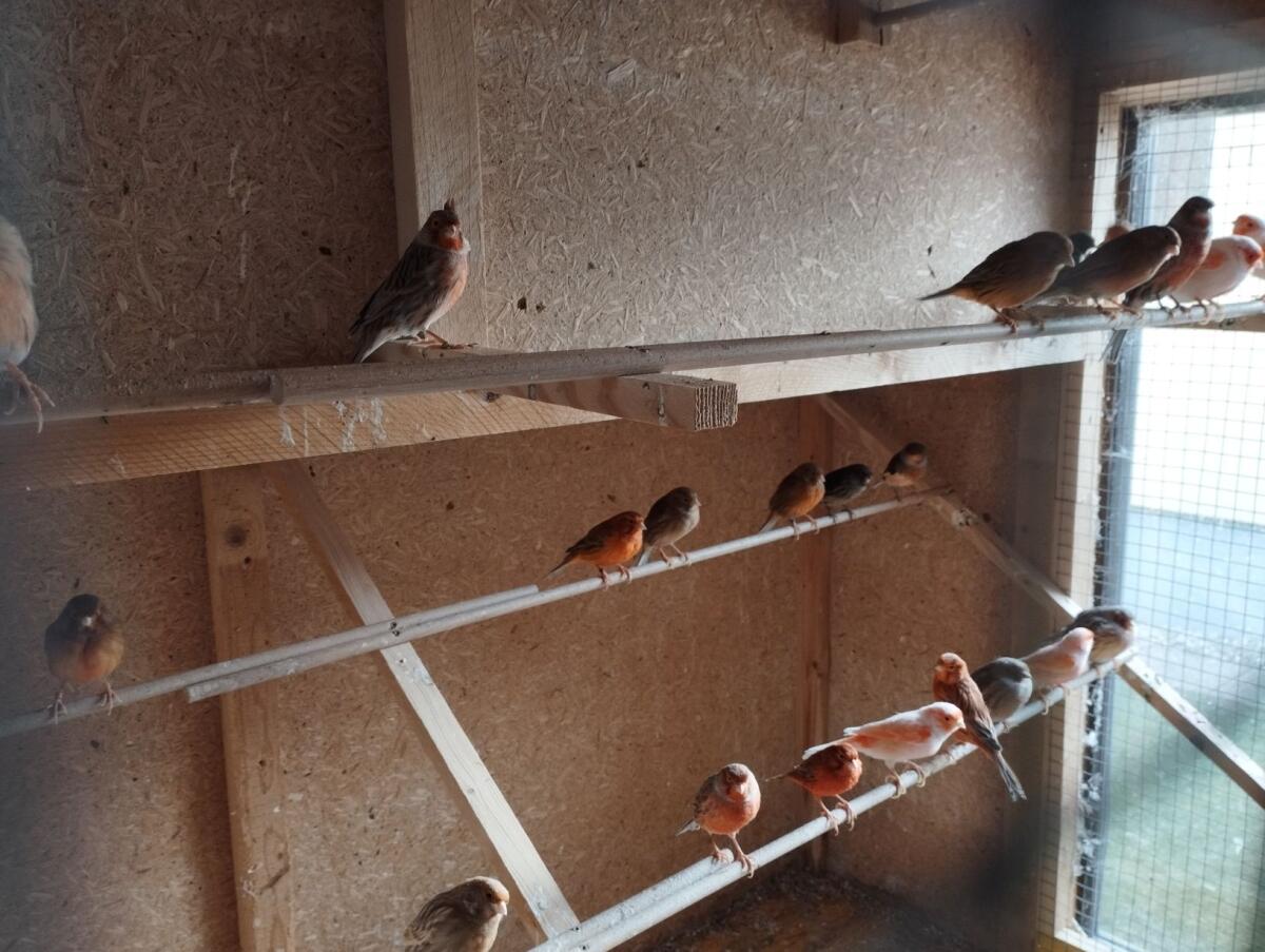 Zebrafinken und Kanarien 2