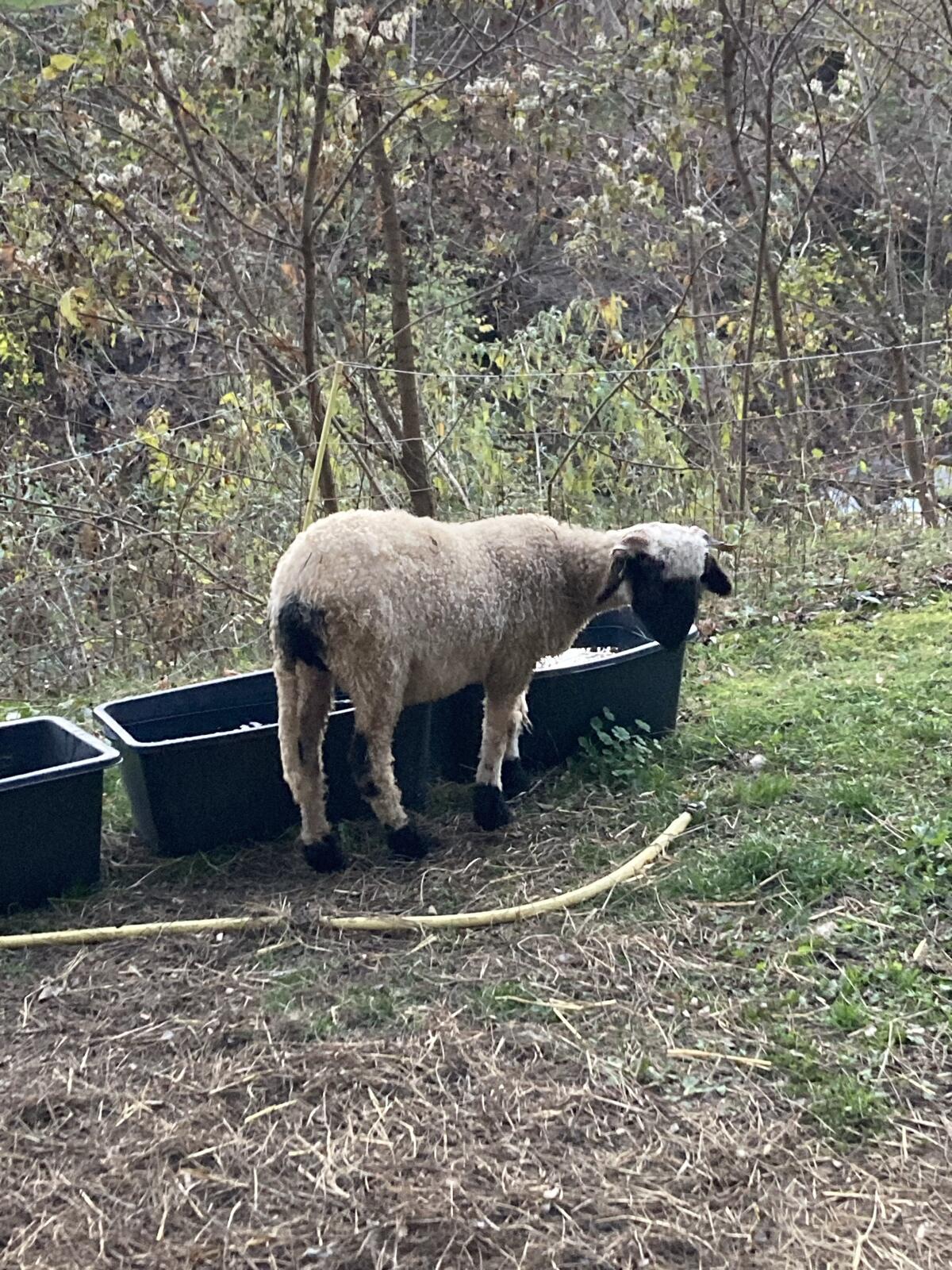 Walliser Schwarznase Lamm weiblich 3