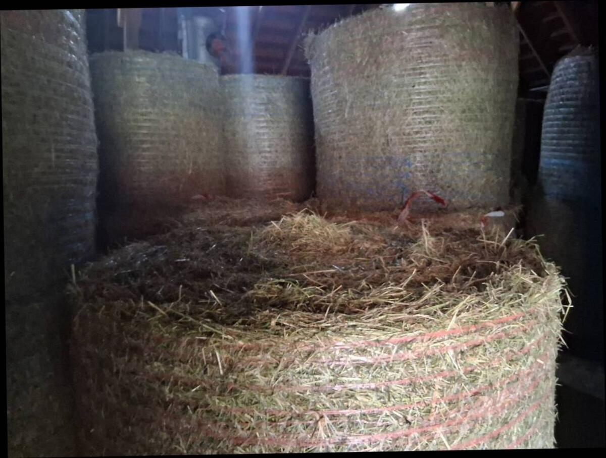 Heurundballen Bio Pferdeheu 1. Schnitt 1