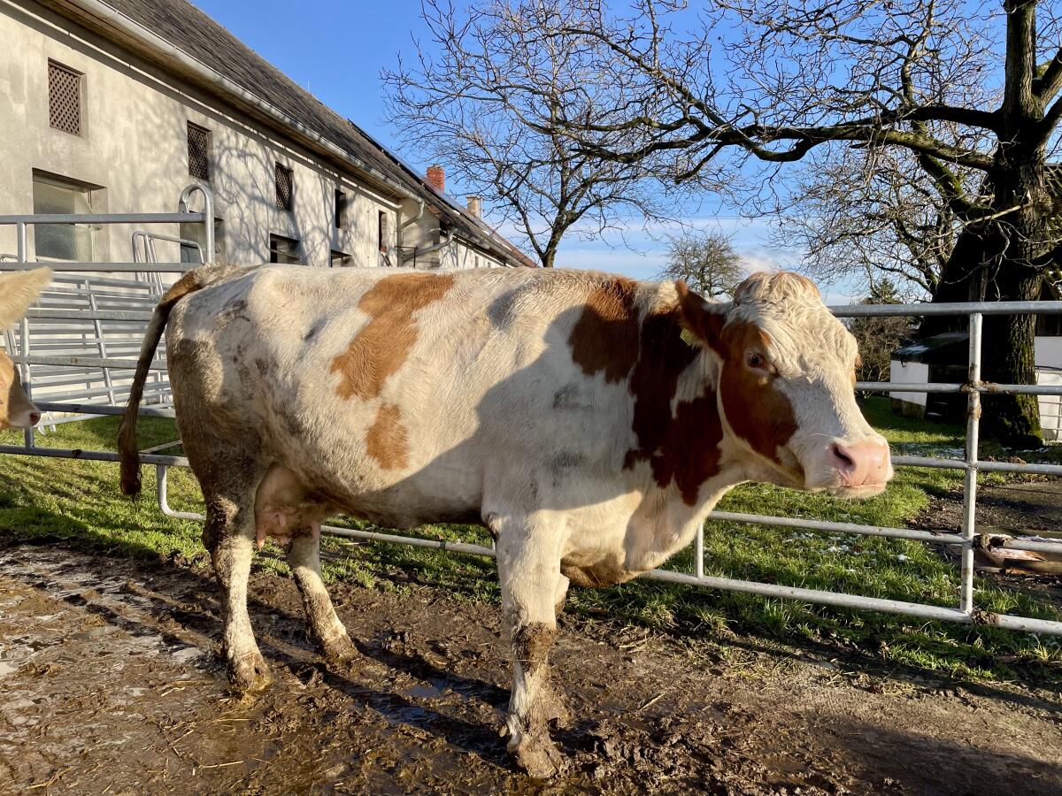 Bio FV Mutterkuh mit Stierkalb 2