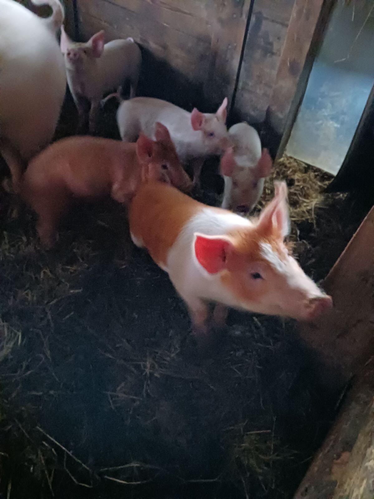 Landrasse x Edelschwein x Duroc Ferkel 1