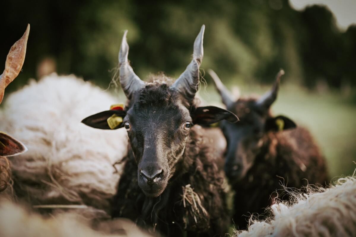 Ungarisches Zackelschaf - Lämmer, Jungwidder, Auen 1
