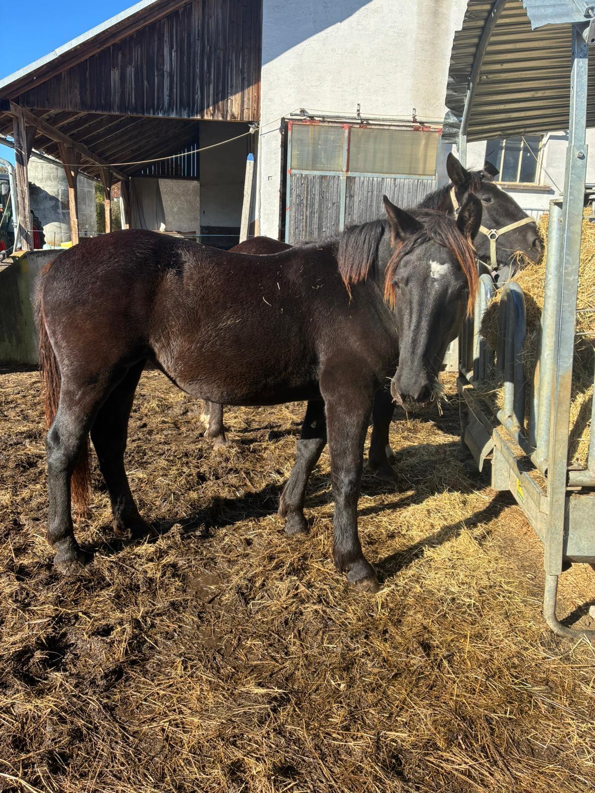 Verkaufe zwei Noriker-Jährlinge 1