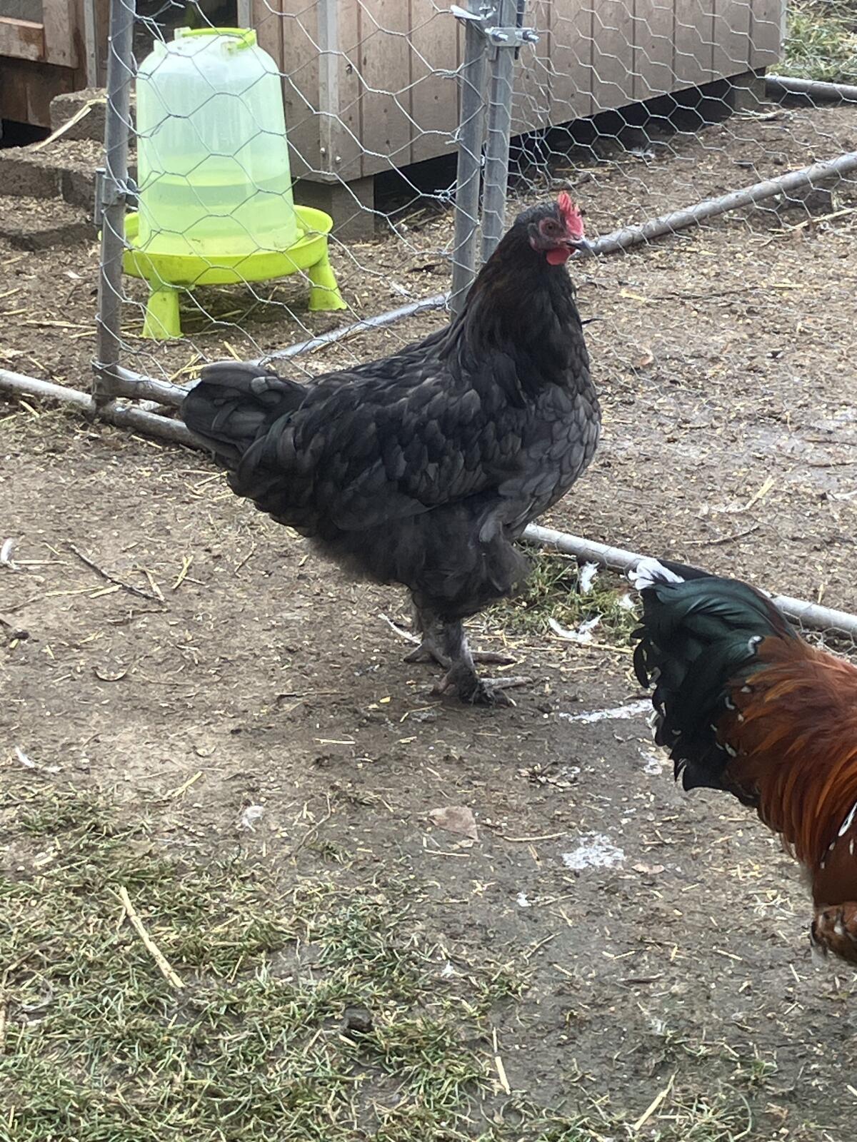 2 Junghähne zu verschenken 2