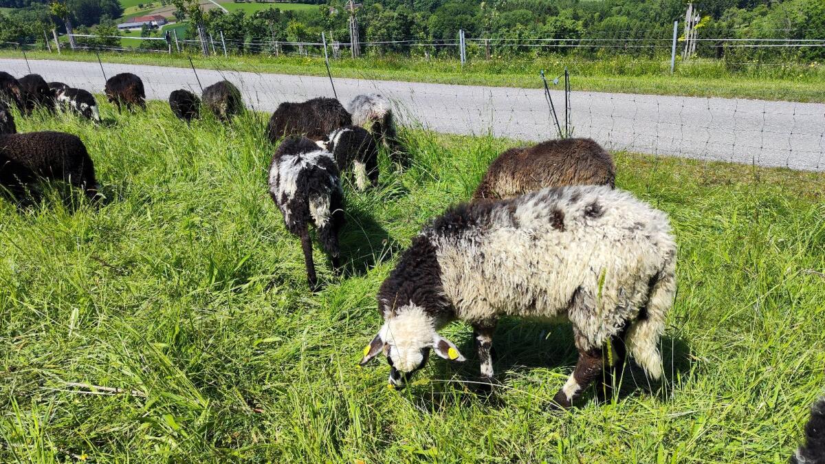 Bio Jungböcke Krainer Steinschaf 1
