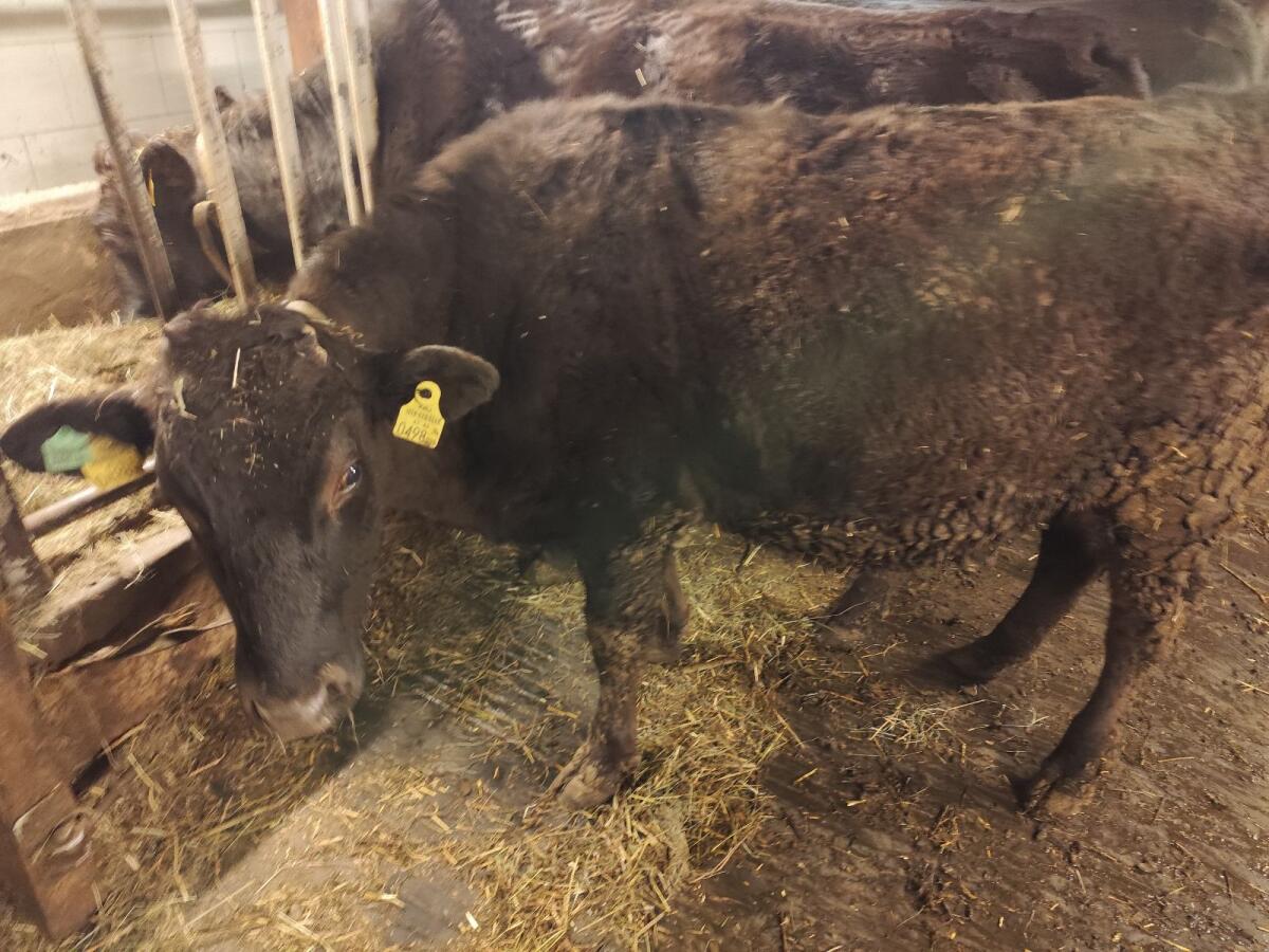 Wagyu Kreuzung Ochse 75 Wagyu 25 BS 1