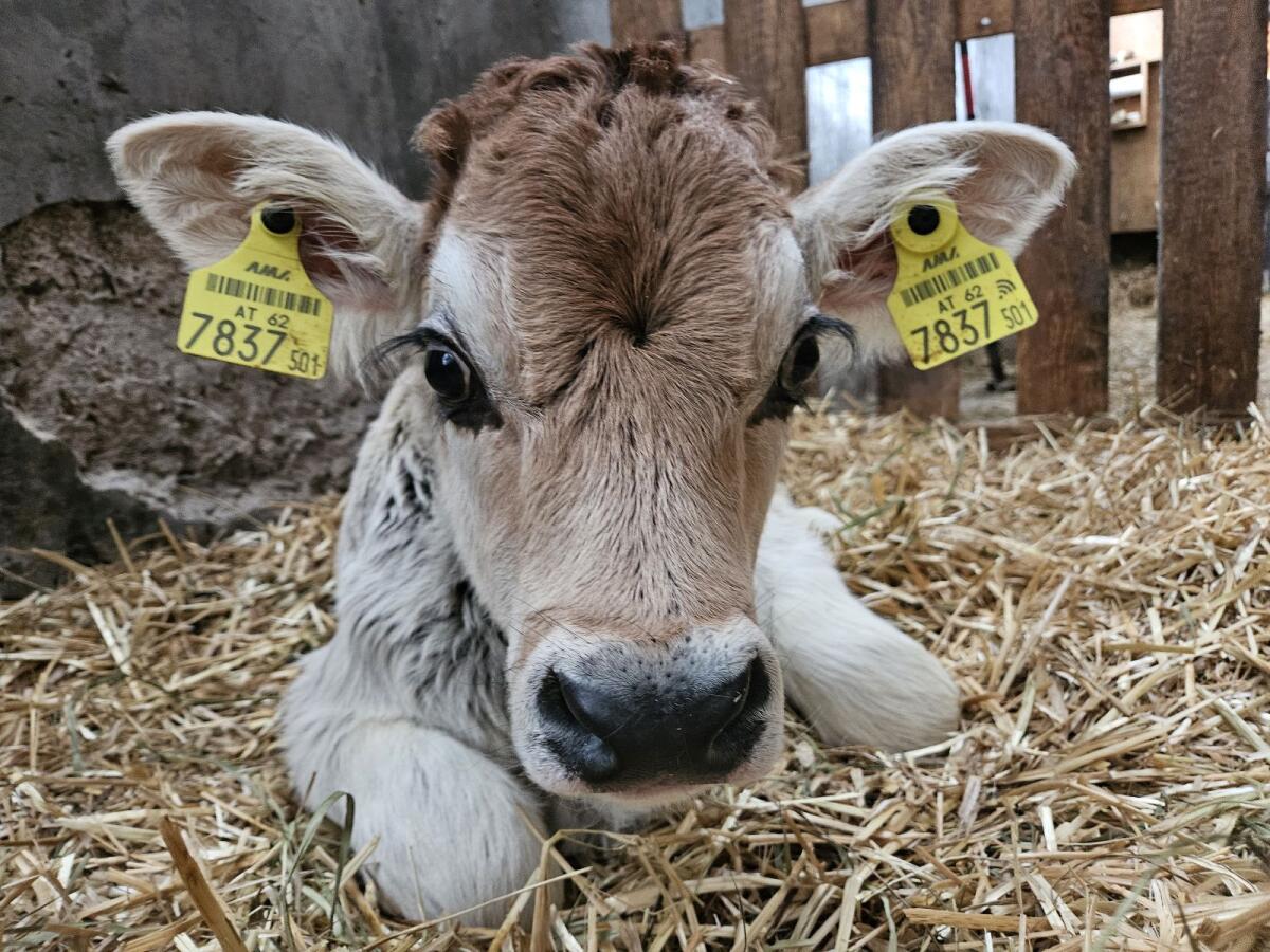 Tiroler Grauvieh Stierkälber 1