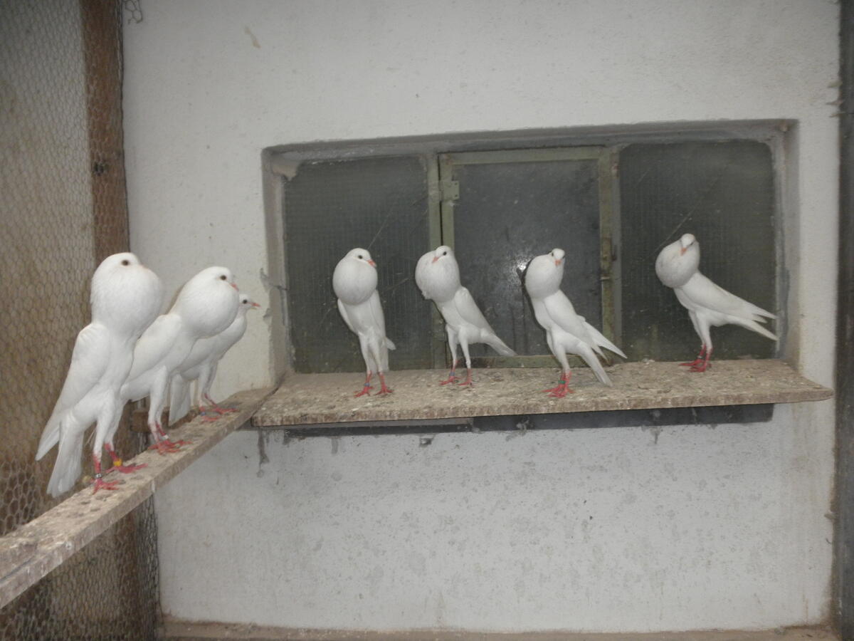 Brünnerkröpfer Weiß 3