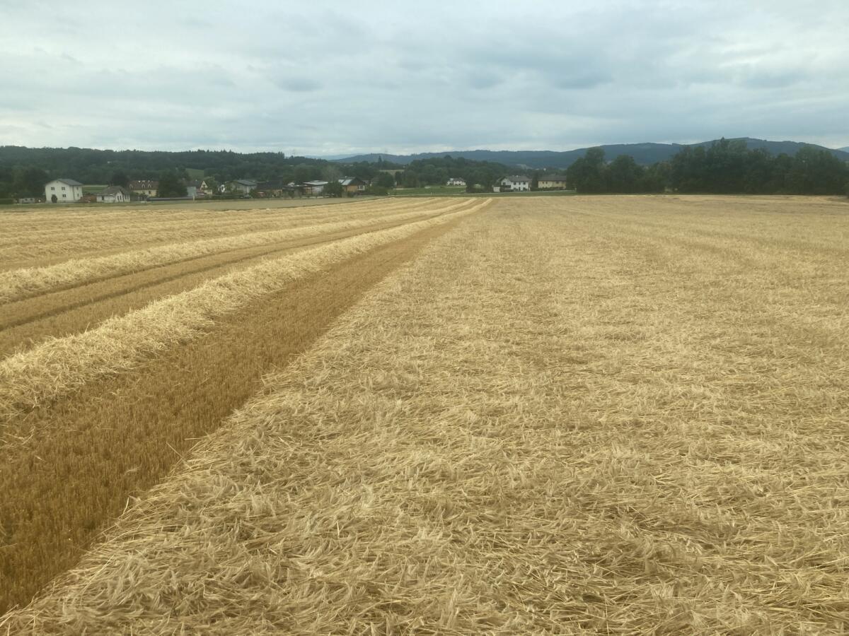 Verkaufe Weizenstroh 3