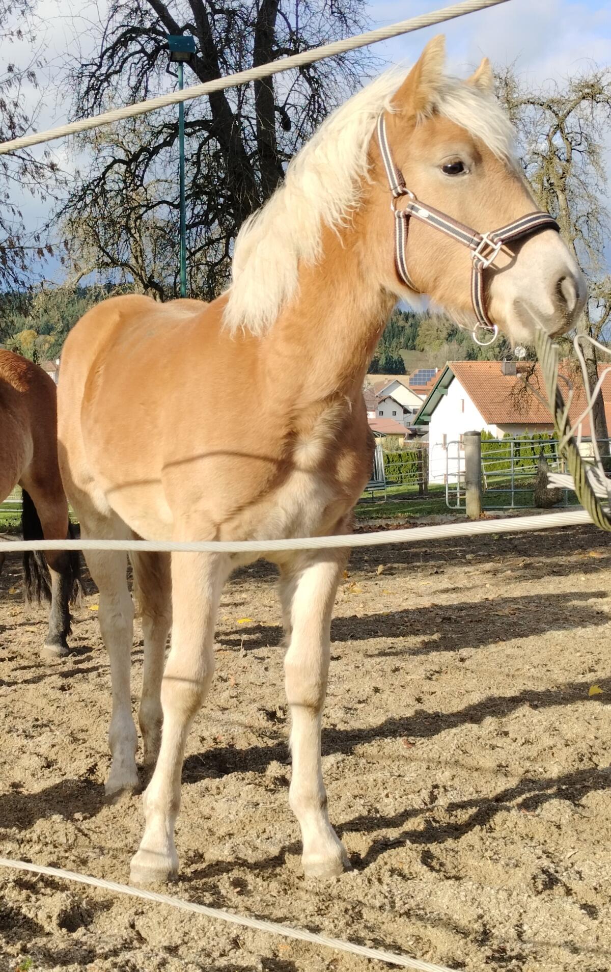 Hübsches Haflinger Stutfohlen 2