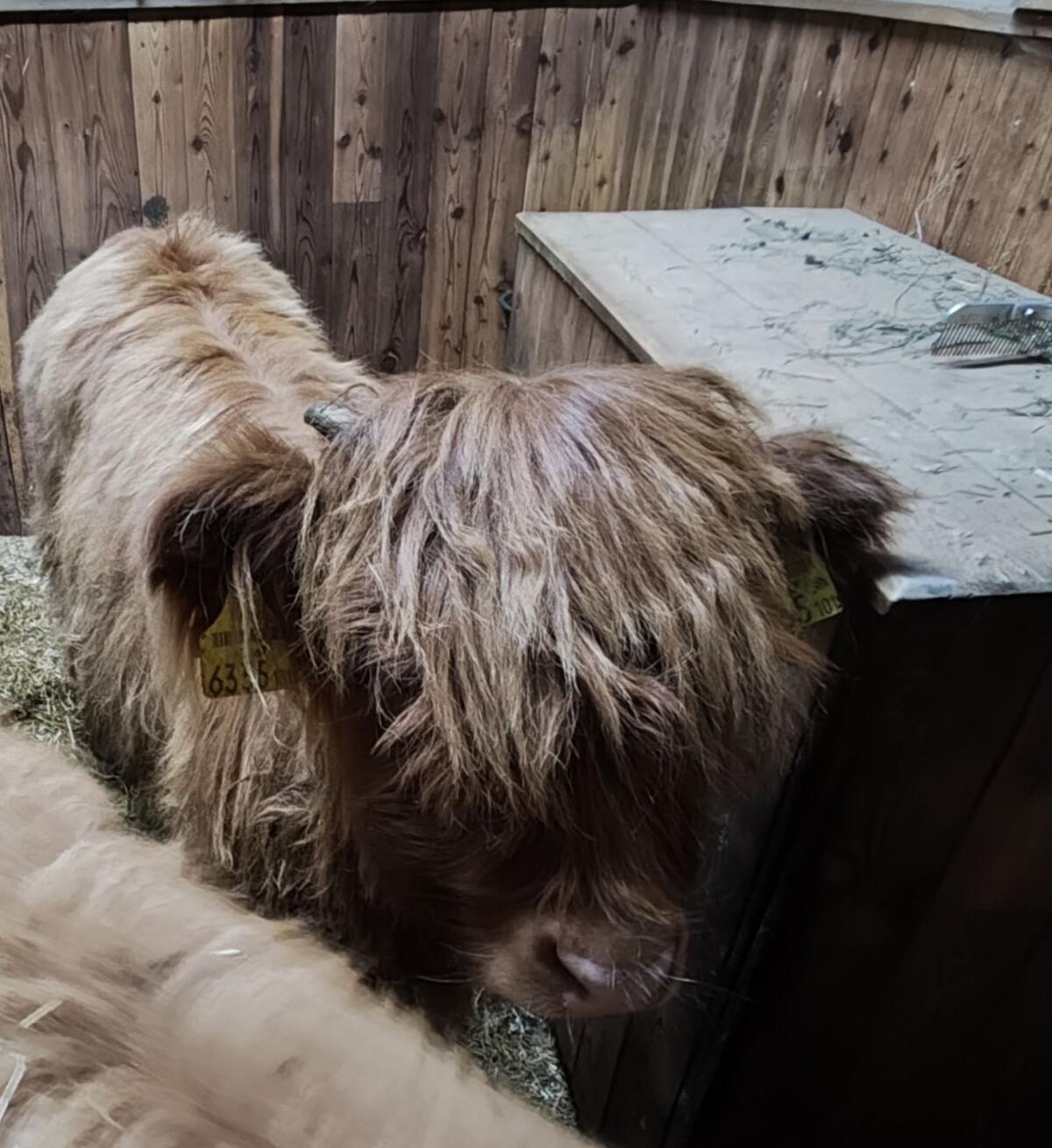 Mini Highland Kuhkalb / Mini Hochlandrind 2