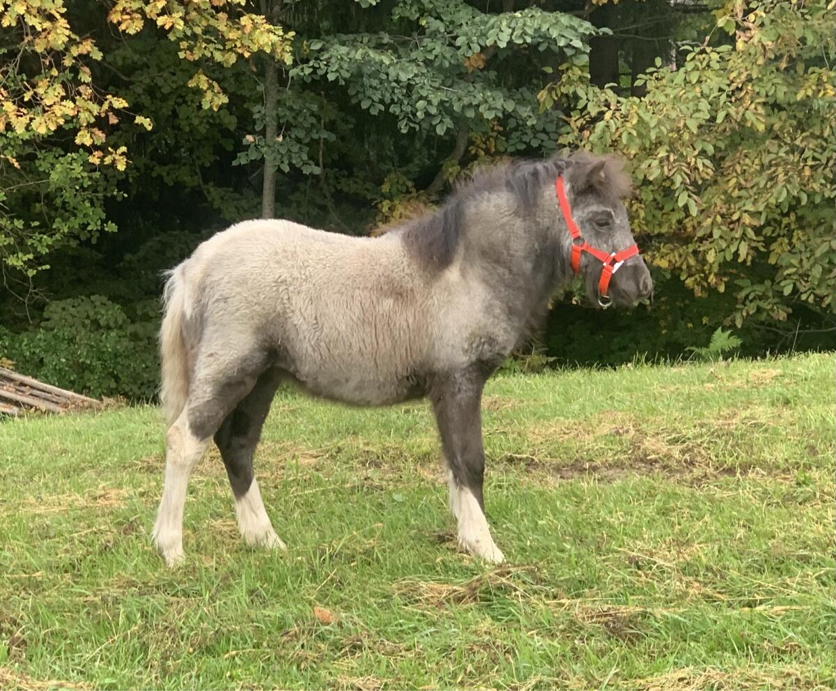 Pintaloosa Shetty Stute 3