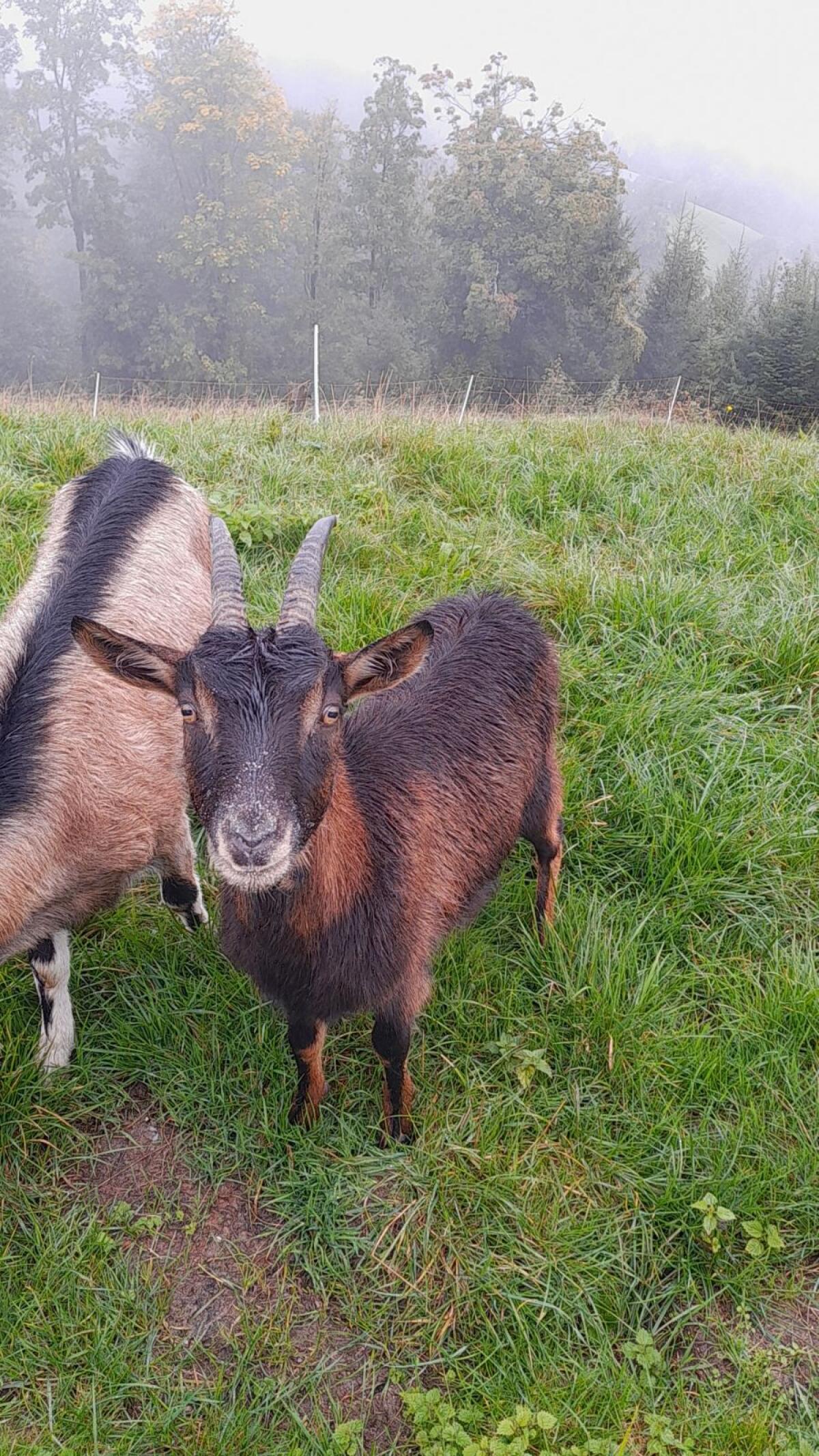 1,5-jährige Ziege 2