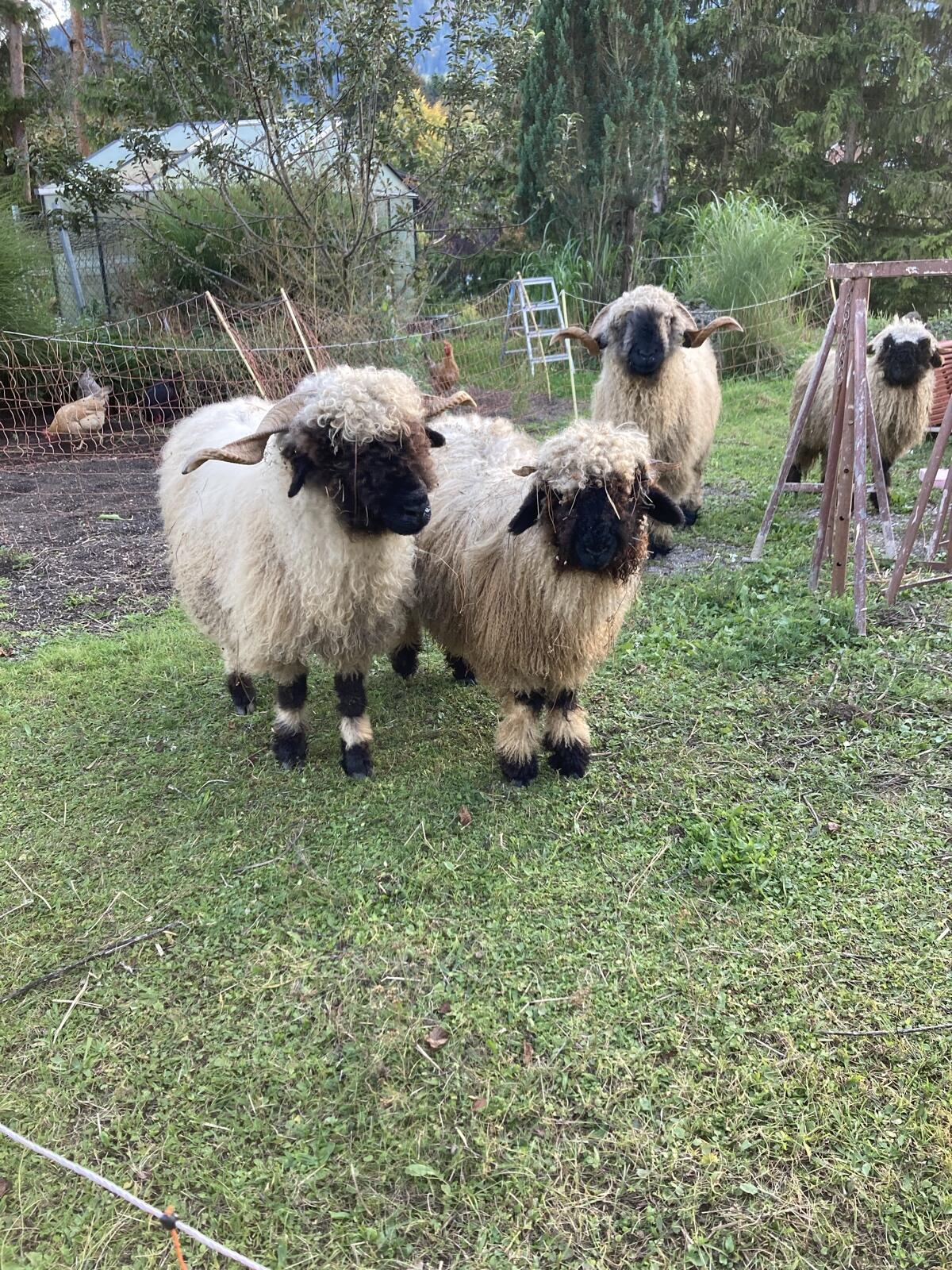 Walliser Schwarznase Lamm weiblich 1