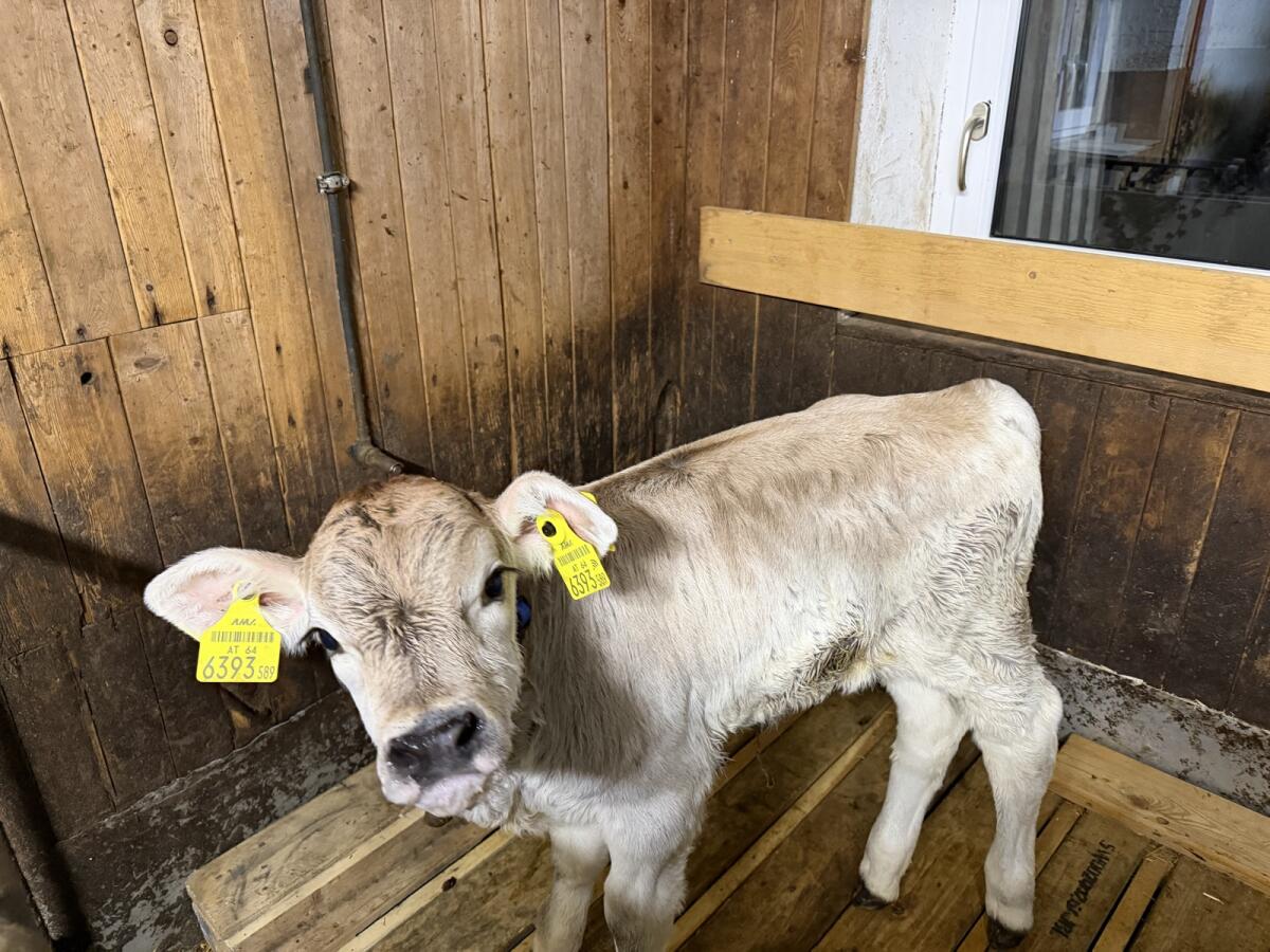 Weibliches Kalb Tiroler Grauvieh 3