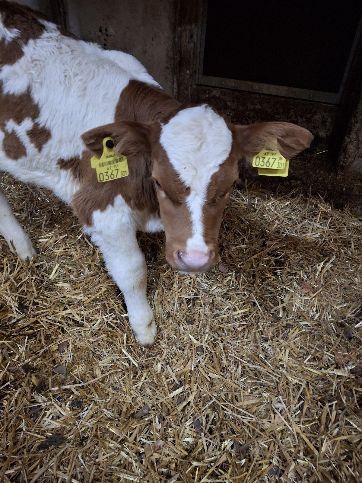 Bio Fleckvieh Kalb weiblich 3