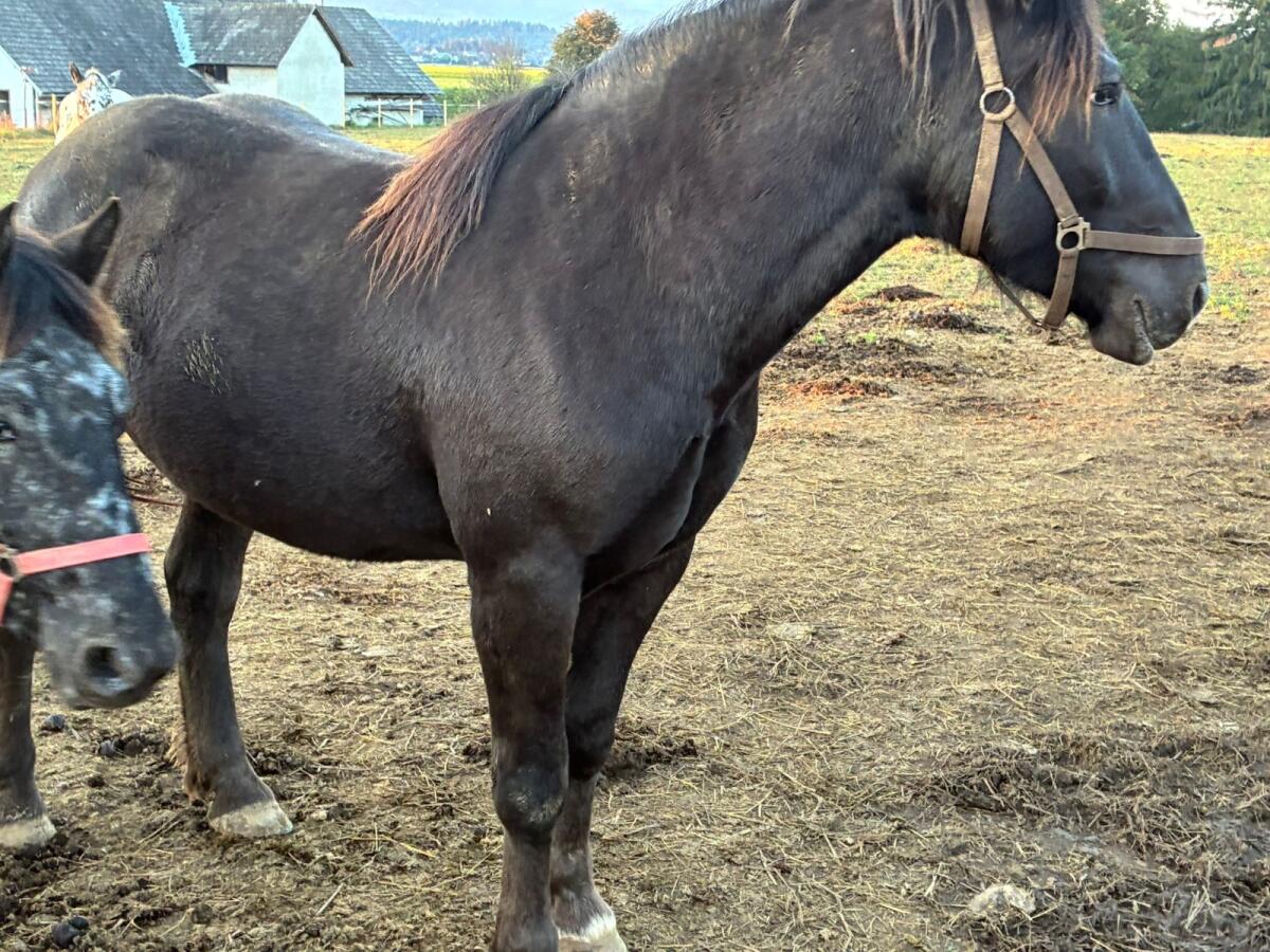 Verkaufe zwei Noriker Stuten 3