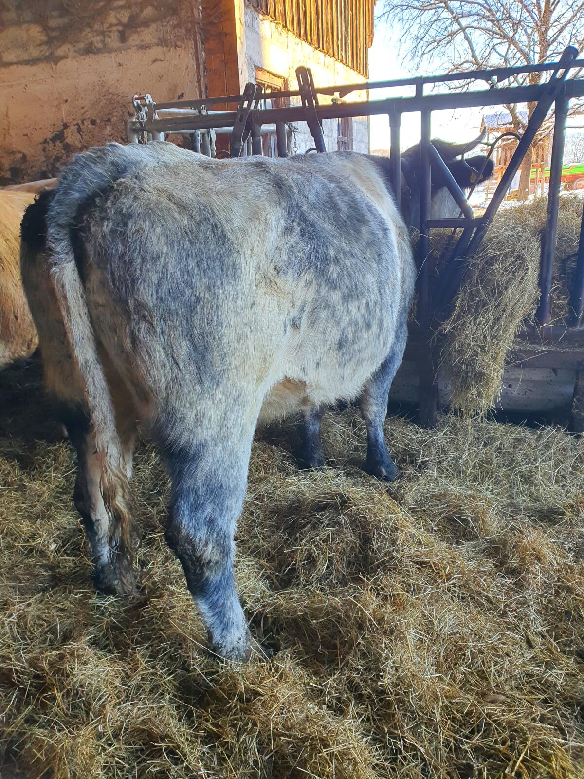 Mutterkuh, weiß-blauer Belgier, Bio 3