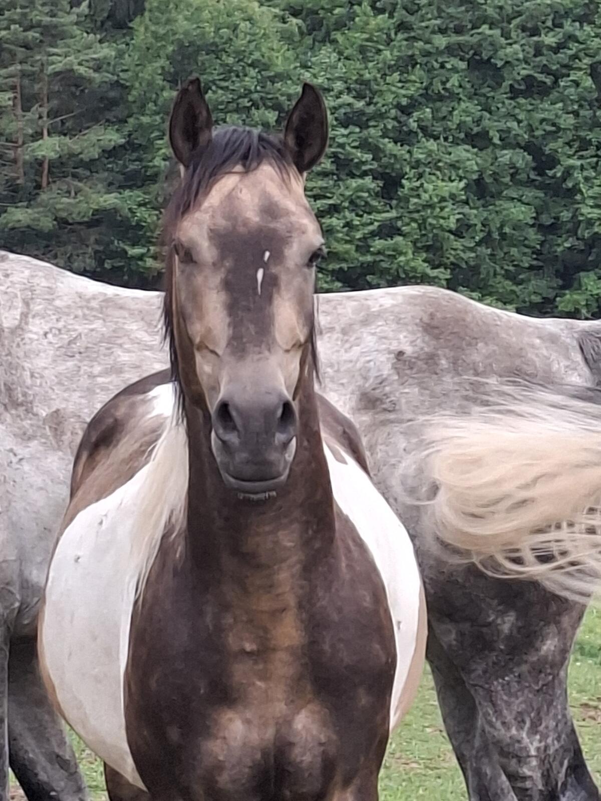 Westernpferde suchen neues Zuhause 2