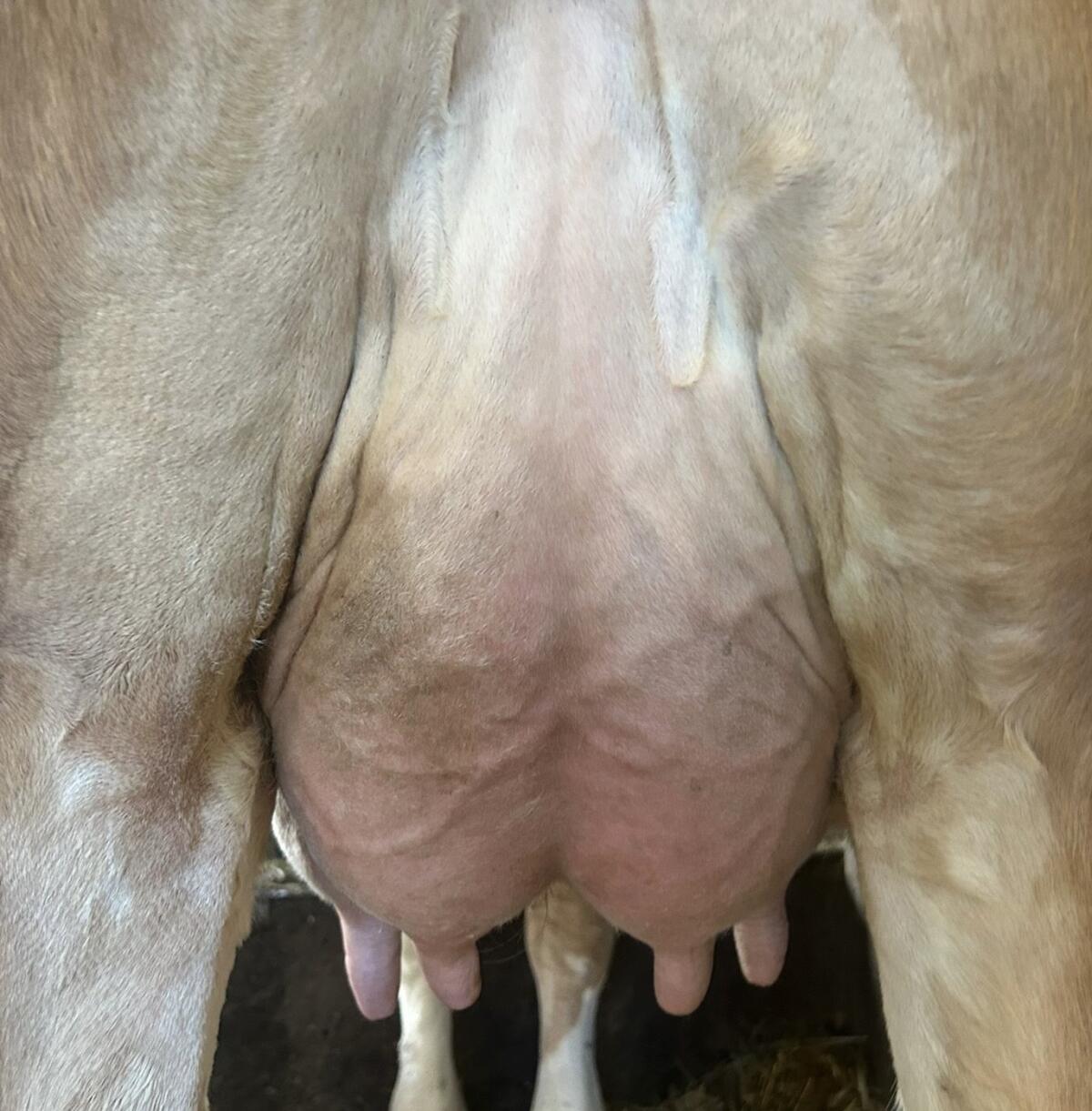 Bio Fleckvieh Jungkühe 1