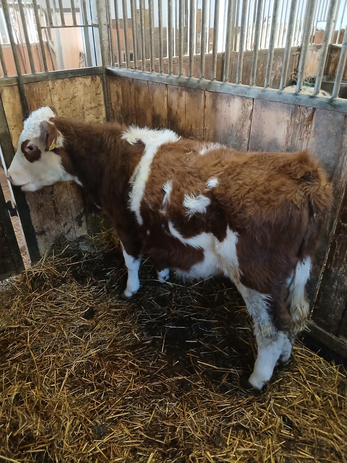 Fresser/Einsteller weibl. FV 1