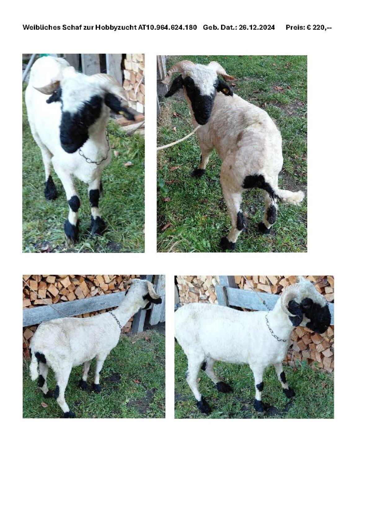 Weibliches Schwarznasen-Schaf zur Hobbyzucht 1