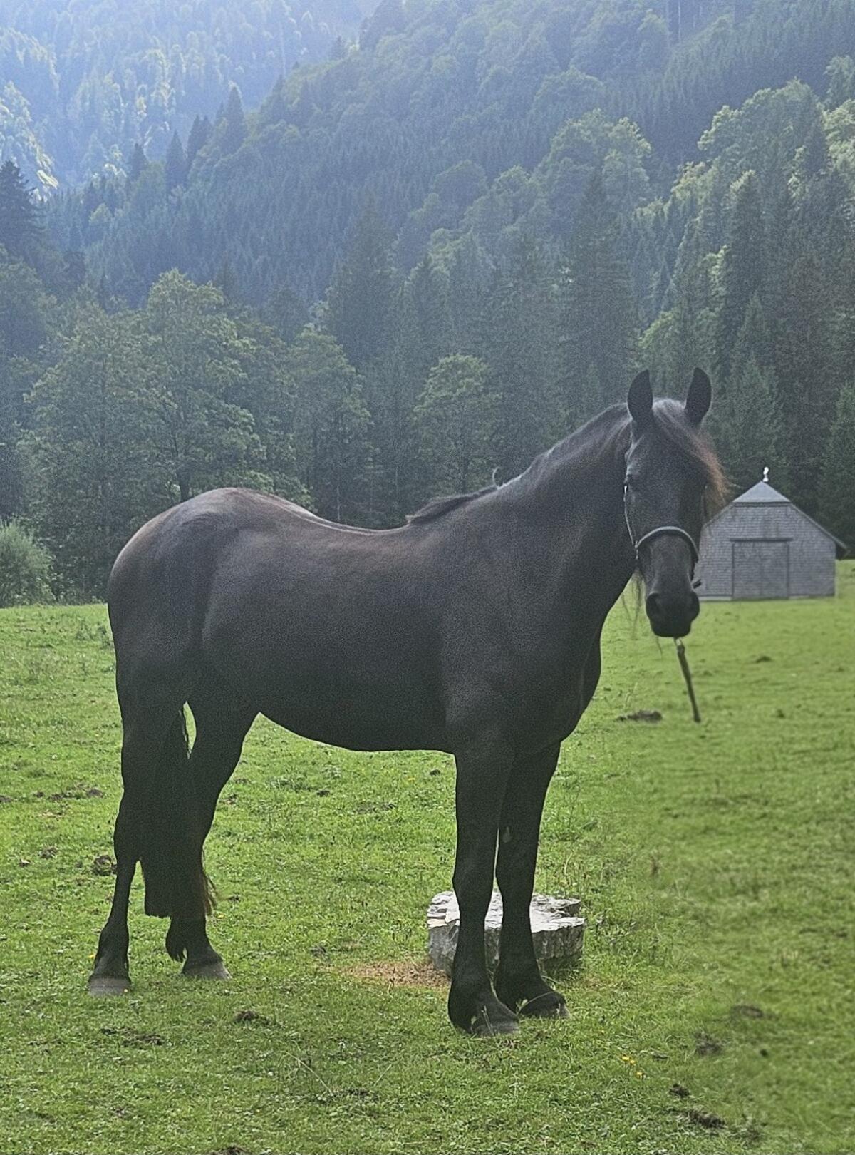 Barockpinto Wallach 1