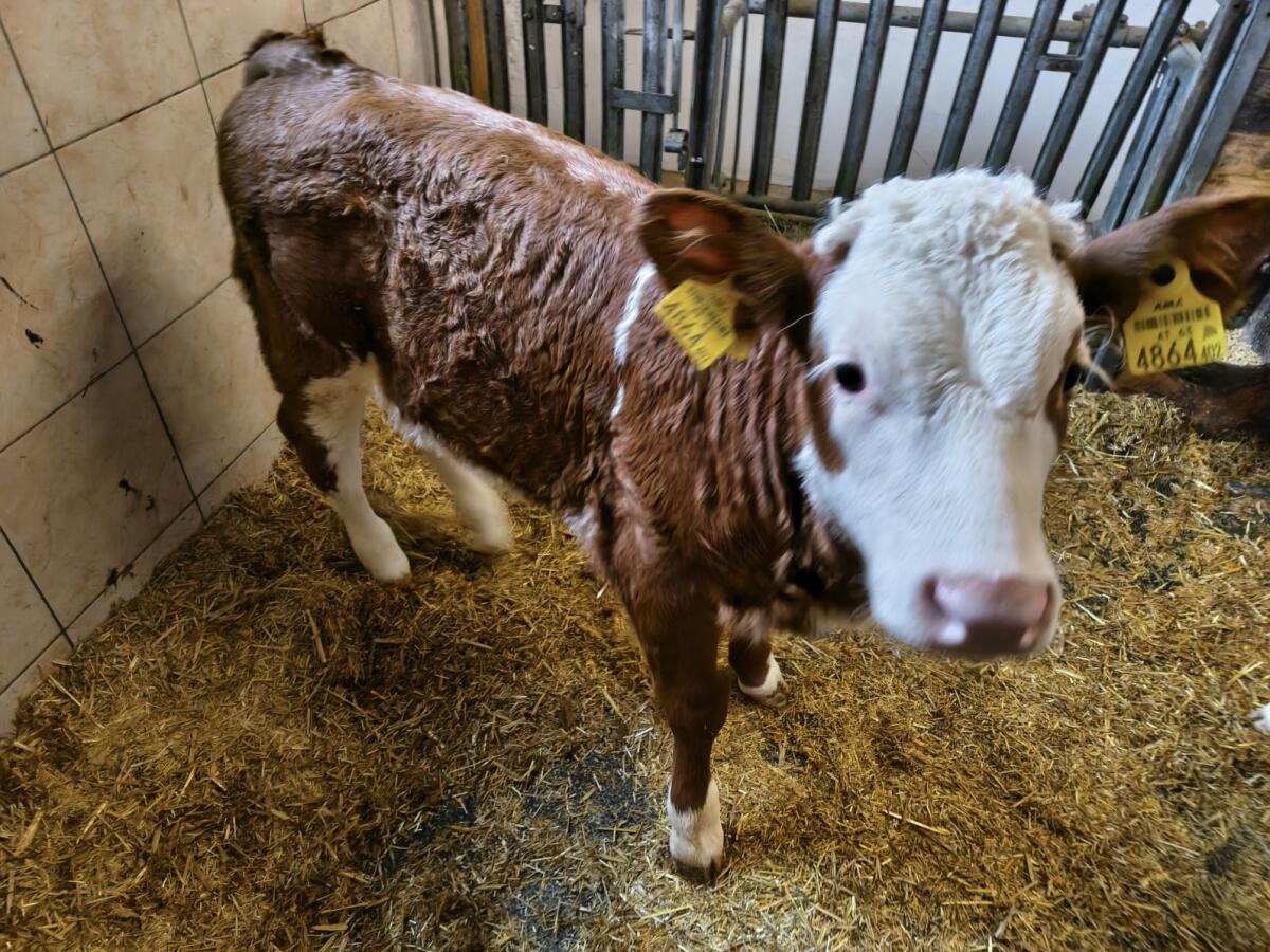 BIO Fleckvieh Zuchtkalb 1