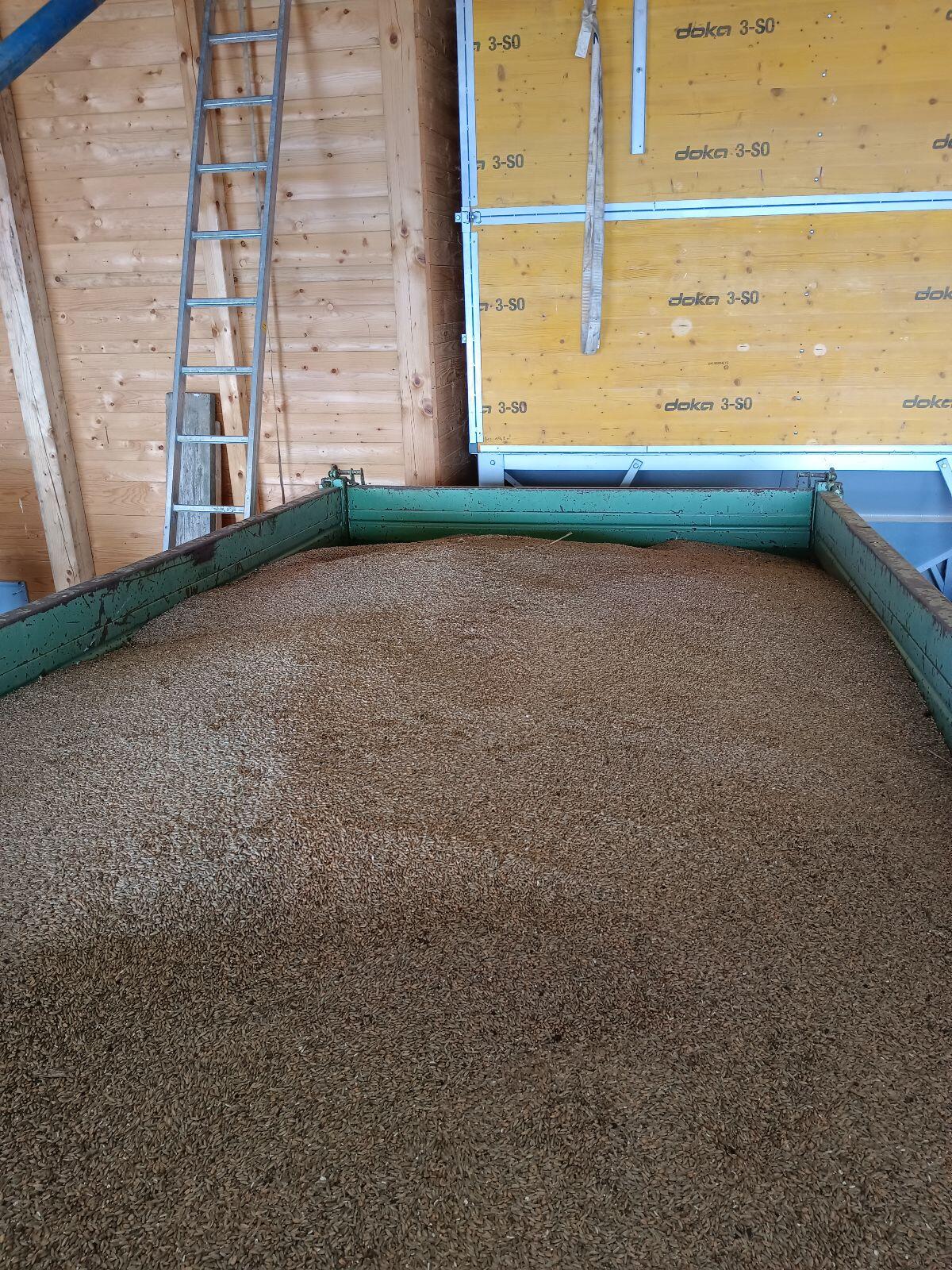 Bio Roggen/Weizen Gemenge 2