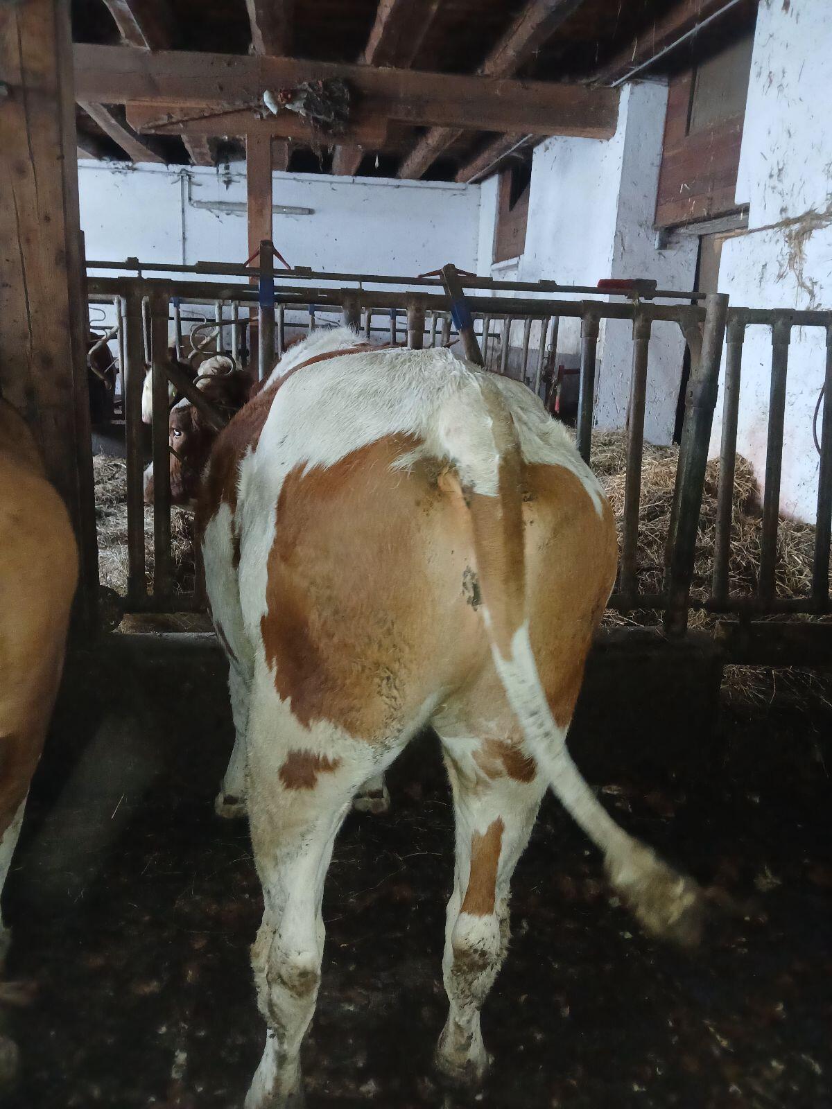 Bio Kalbinnen trächtig 3