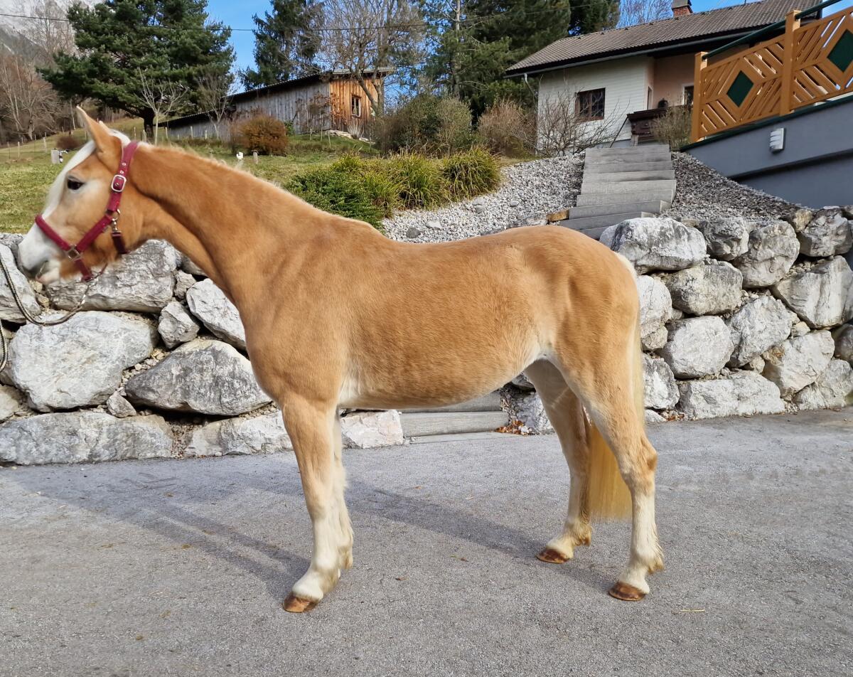 2,5-jährige Haflingerstute Leonora-W 2