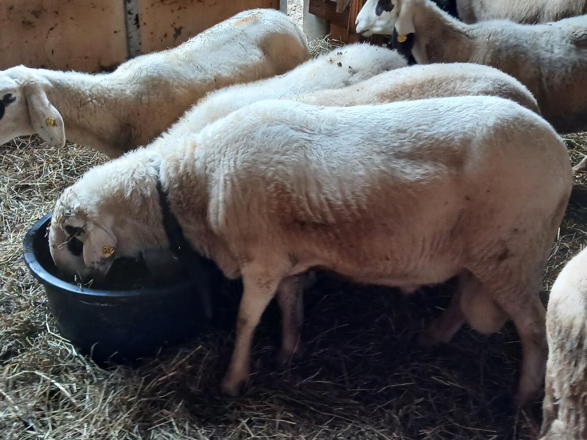 Brillenschaf Widder 1