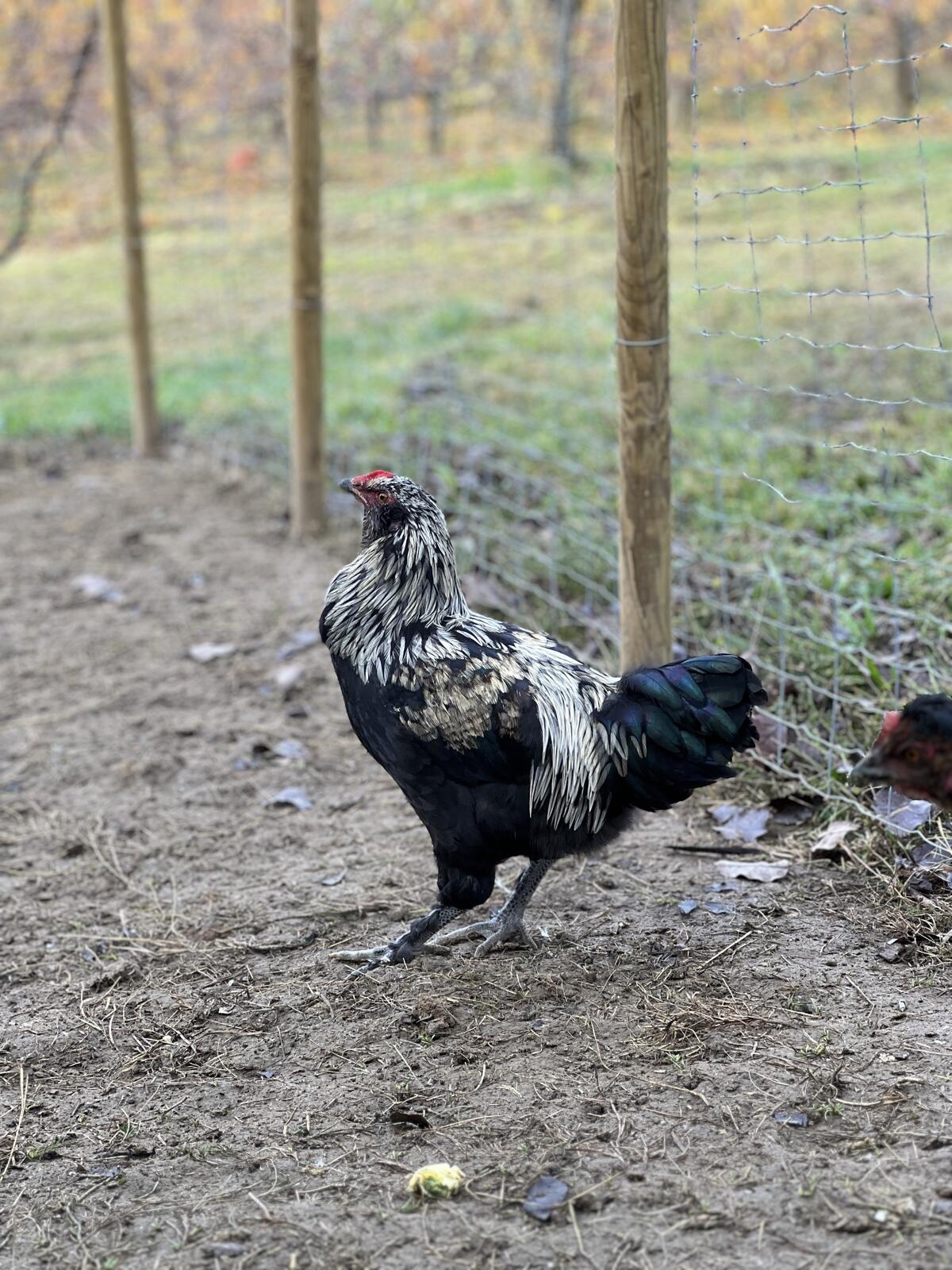 Verkaufe Junghähne, 3 Stk. 3