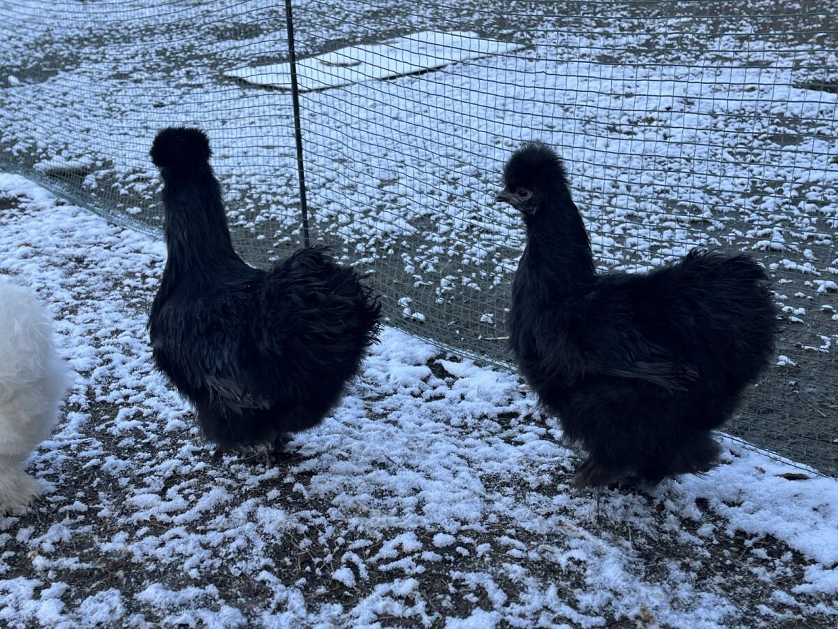 2 Seidenhühner schwarz groß Hennen 3