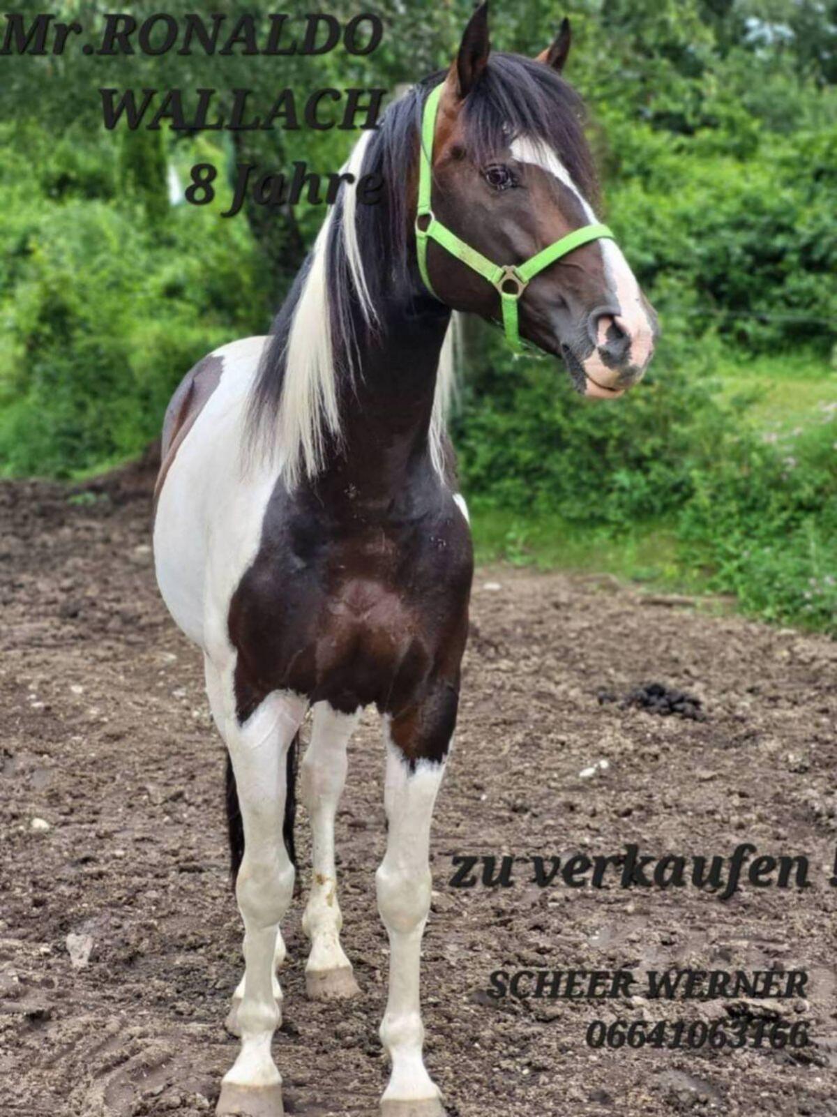 Mr. RONALDO, geb. 2016 und 1,60 m groß 1