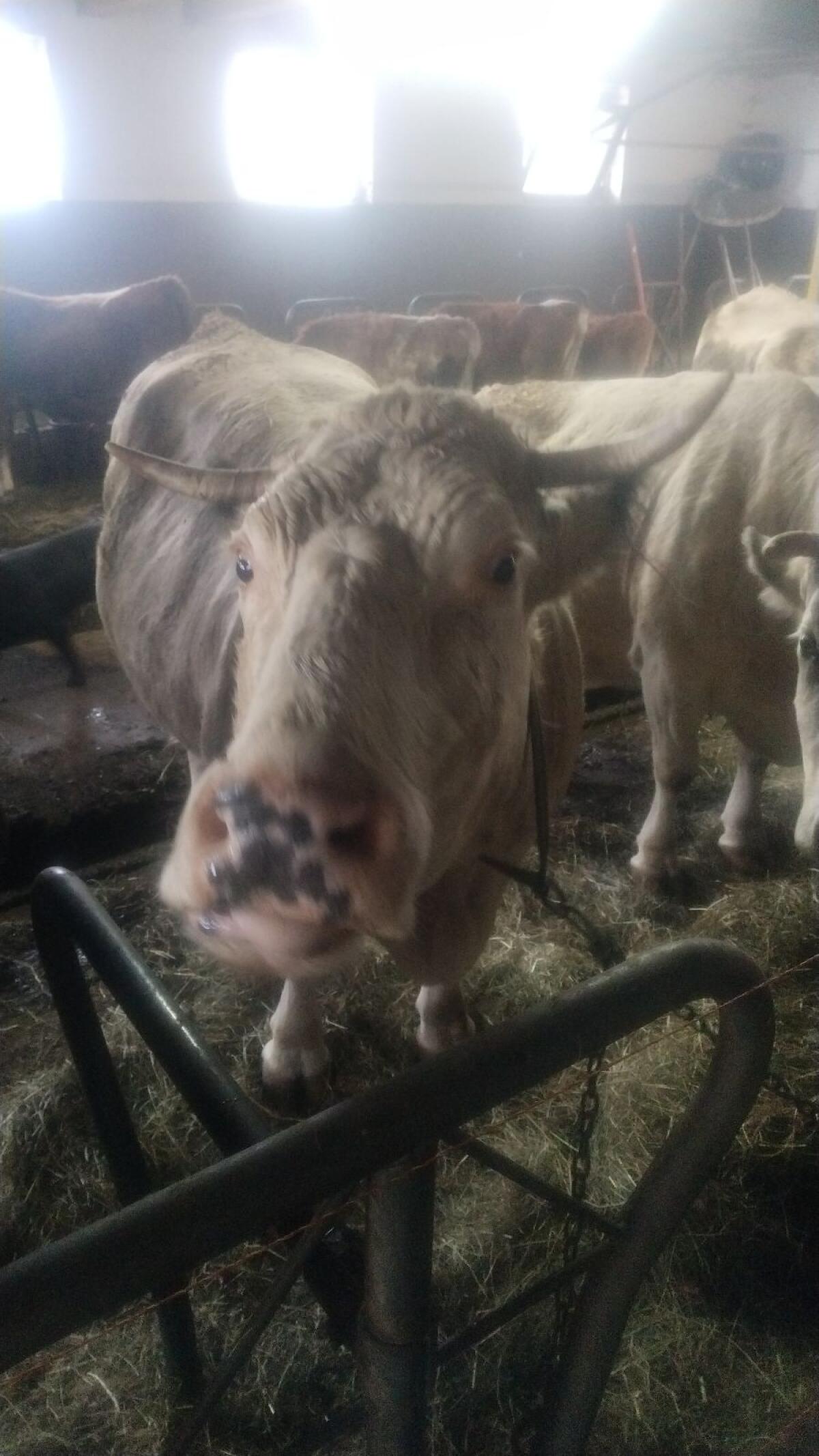 WBB Kuh zu verkaufen 2