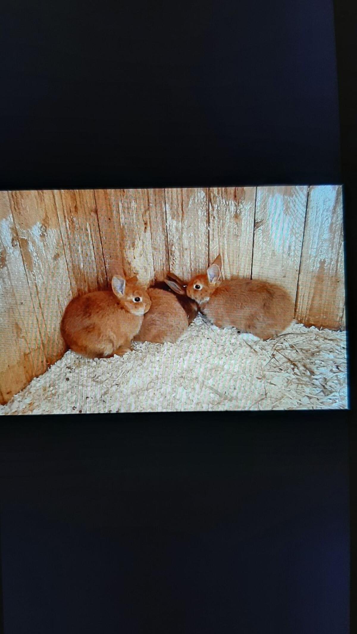 Zwergkaninchen Mix 3