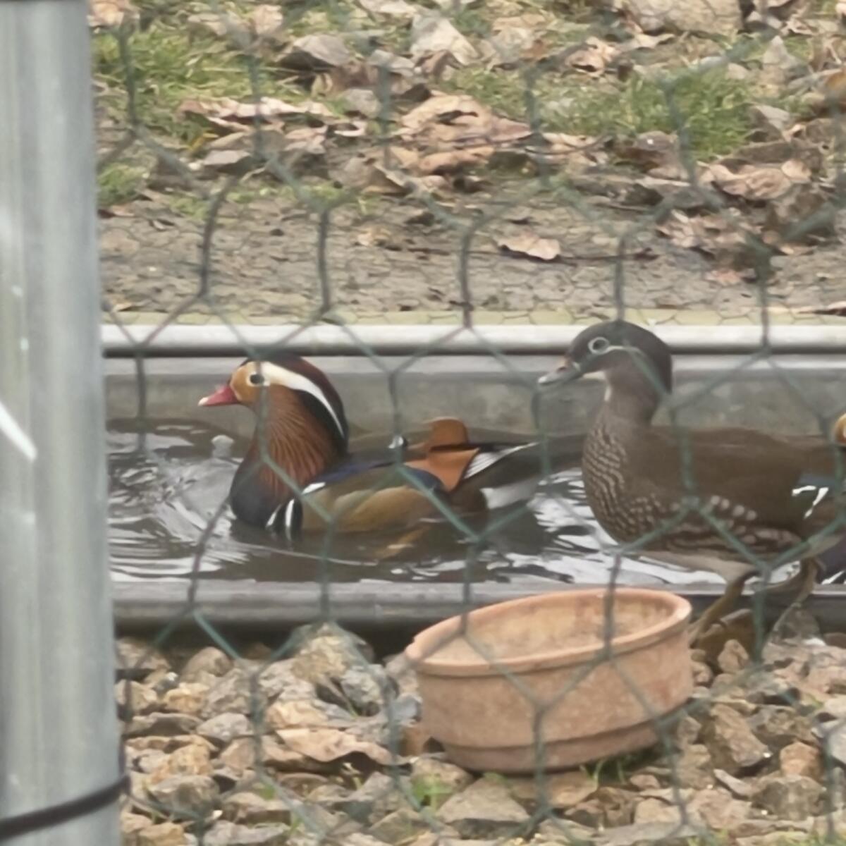 Mandarinentenpärchen (Geschwister) 1