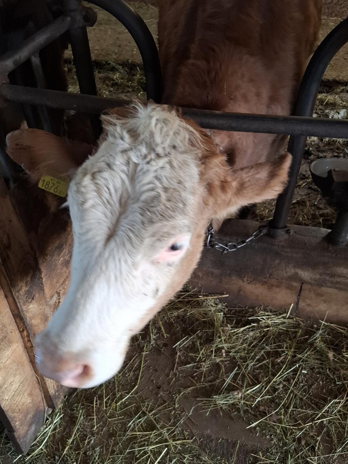 Rinder zu verkaufen 2