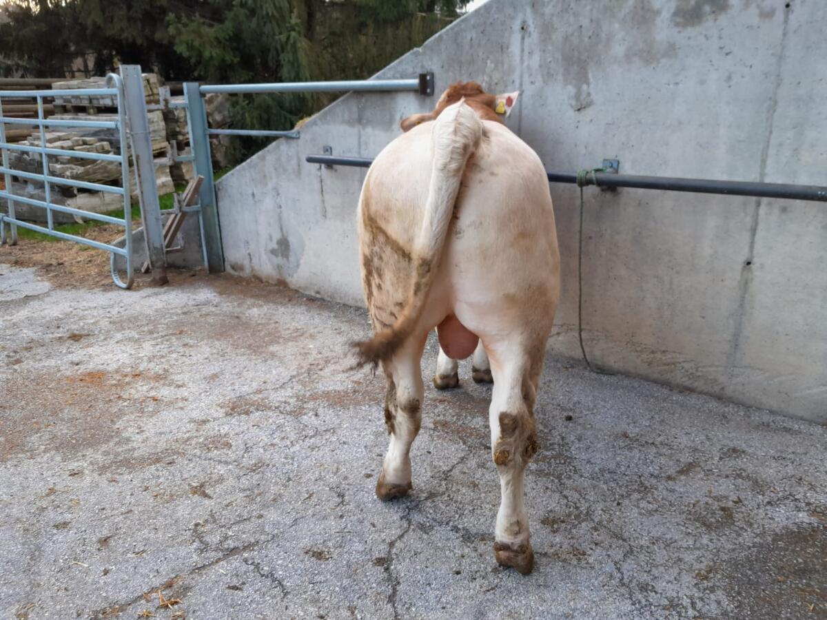 Murbodner Zuchtstier 1