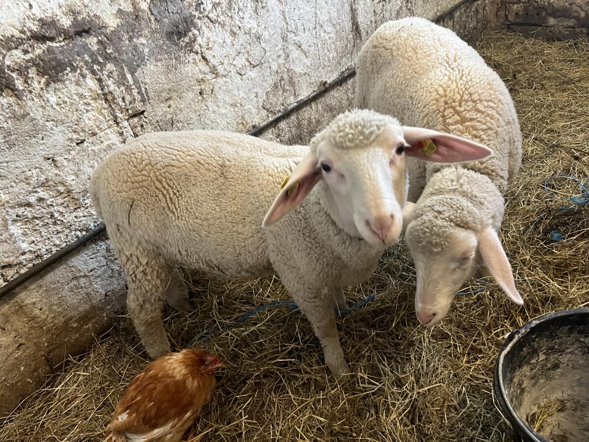 Merino Jungwidder BIO 2