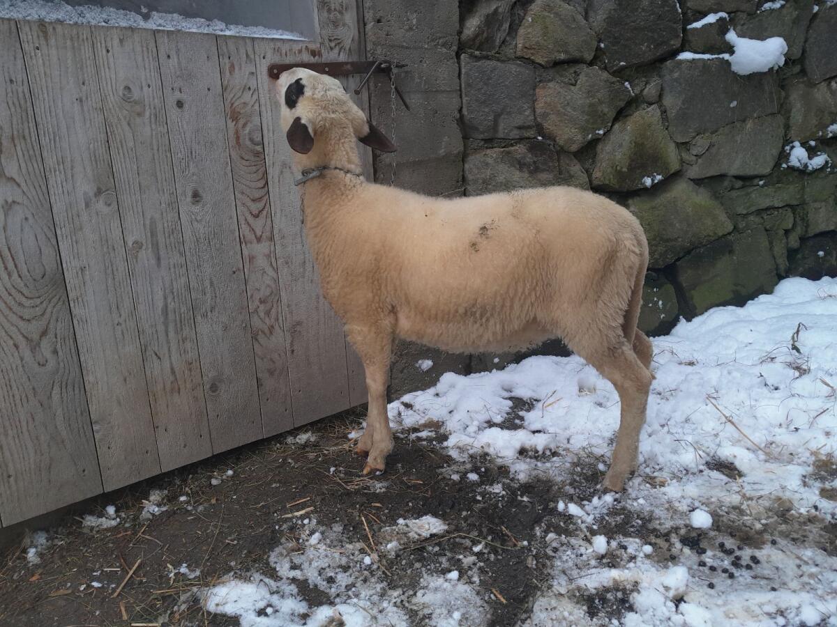 Kärntner Brillenschaf 2