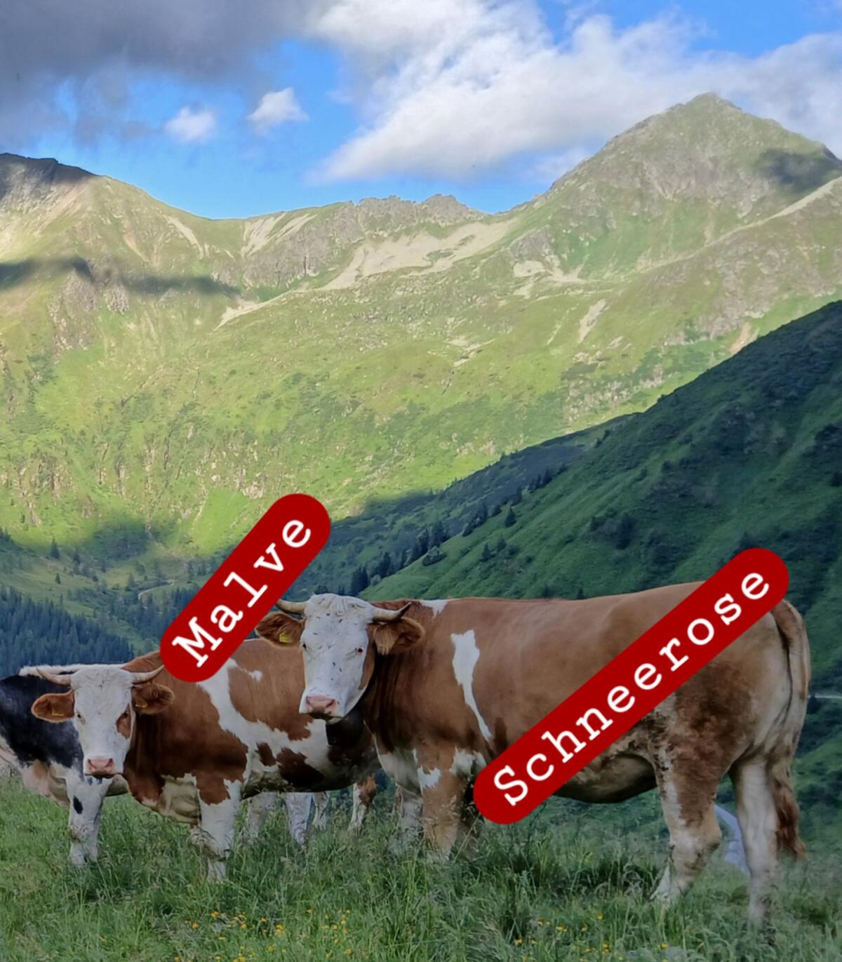 2 trächtige Fleckvieh Kalbinnen mit Hörnern zu verkaufen 1